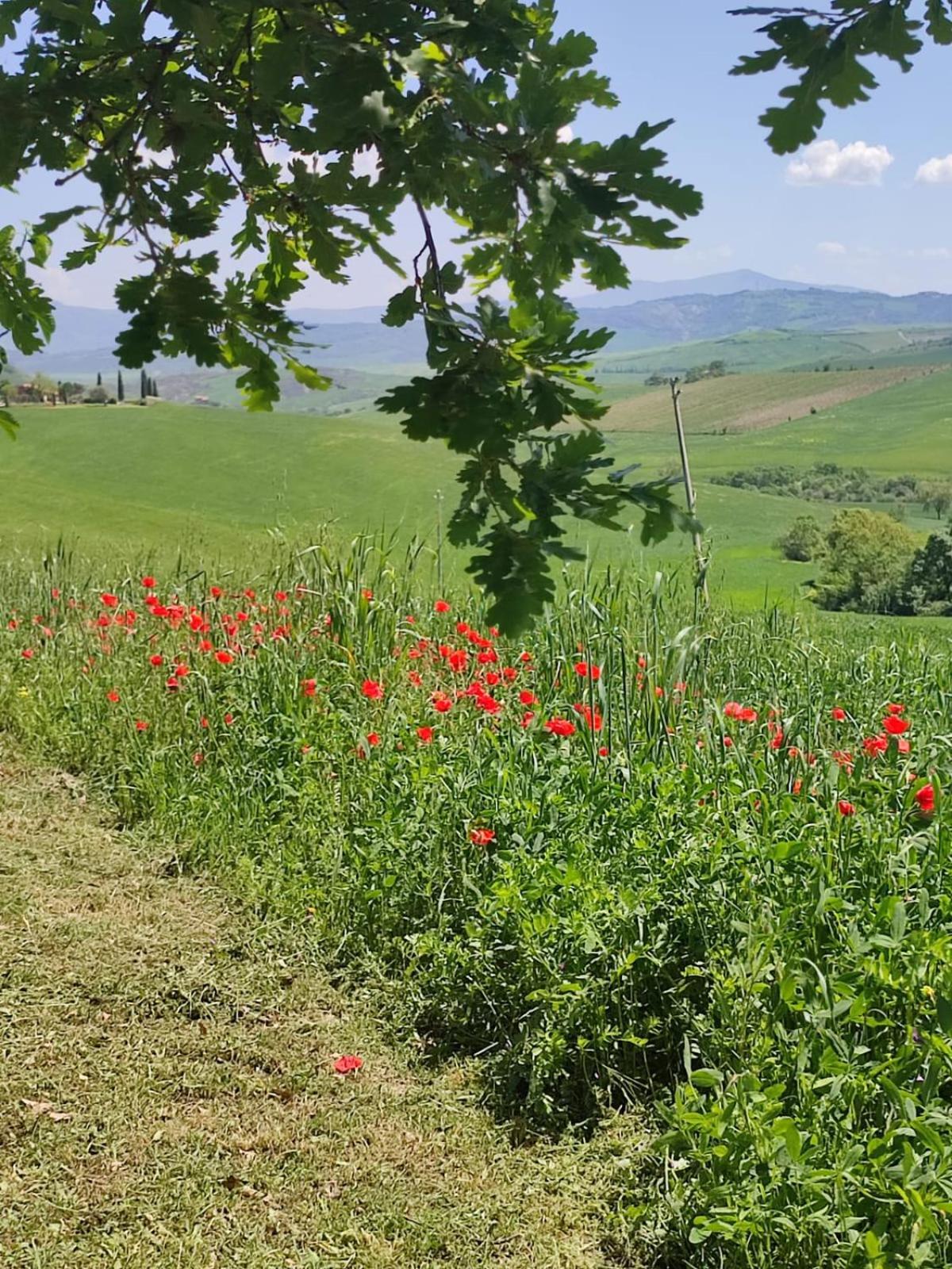 Agriturismo Il Pozzo Castiglione d'Orcia Exterior photo